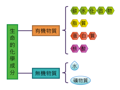 生命的化學成分 40113